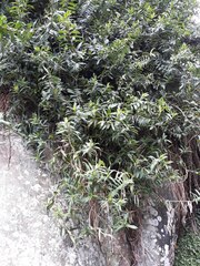 Freycinetia scandens