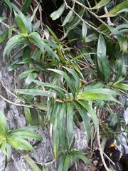 Freycinetia scandens