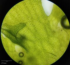 Anthoceros punctatus