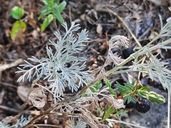 Artemisia santonicum