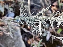 Artemisia santonicum