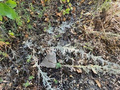 Artemisia santonicum