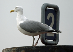 Larus argentatus