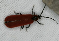 Dictyoptera aurora