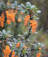 Berberis