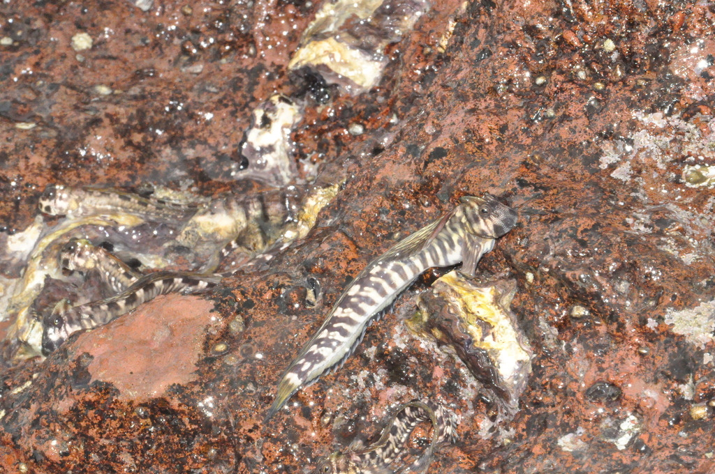 Leaping Blenny