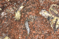 Istiblennius edentulus