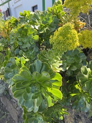 Aeonium arboreum