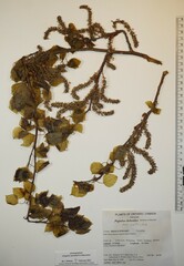 Populus deltoides deltoides