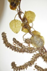 Populus deltoides deltoides