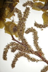 Populus deltoides deltoides