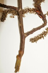 Populus deltoides deltoides