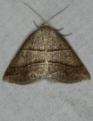 Petrophora subaequaria