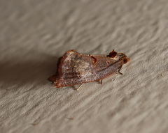 Glyphidoptera insignana