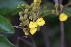 Calceolaria