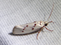 Enaemia basistriga