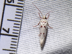Enaemia basistriga