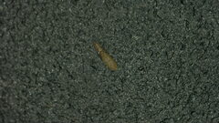 Gliricola porcelli
