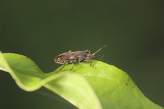 Eremocoris podagricus