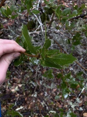 Quercus parvula