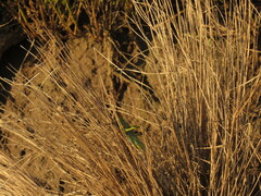 Zoniopoda tarsata