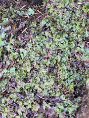 Pellia neesiana