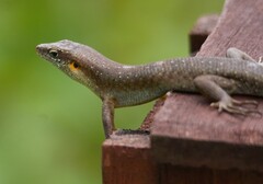 Trachylepis thomensis
