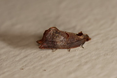 Glyphidoptera insignana