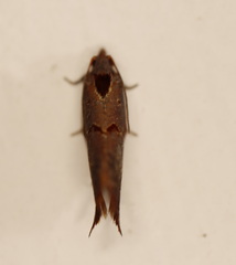 Glyphidoptera insignana