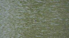 Pseudemys peninsularis