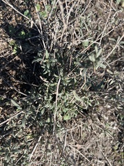 Melampodium leucanthum