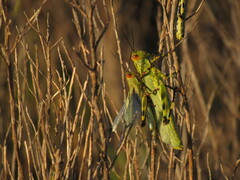 Zoniopoda tarsata