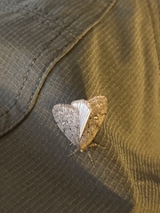 Paleacrita merriccata