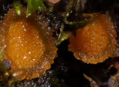 Lamprospora feurichiana