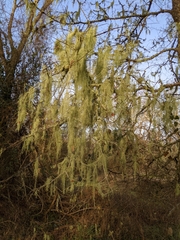 Usnea trichodea