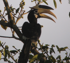 Anthracoceros coronatus