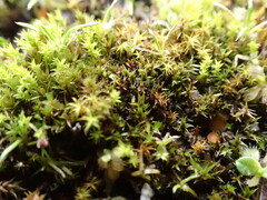 Lamprospora feurichiana