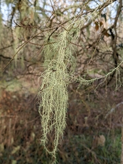 Usnea trichodea