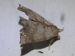 Olceclostera seraphica