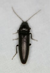 Melanotus castanipes