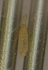 Gliricola porcelli