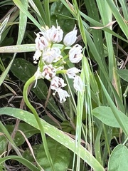 Allium canariense