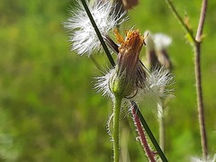Crepis foetida