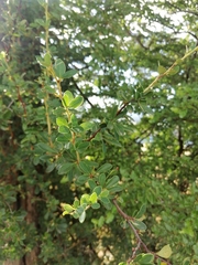 Berberis microphylla