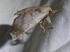 Olceclostera seraphica