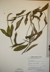 Potamogeton illinoensis