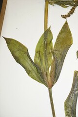 Potamogeton illinoensis