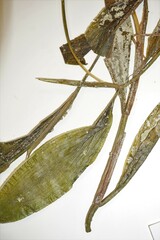 Potamogeton illinoensis