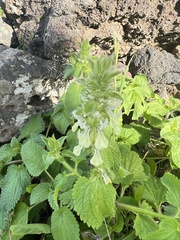 Stachys ocymastrum