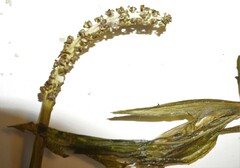 Potamogeton illinoensis